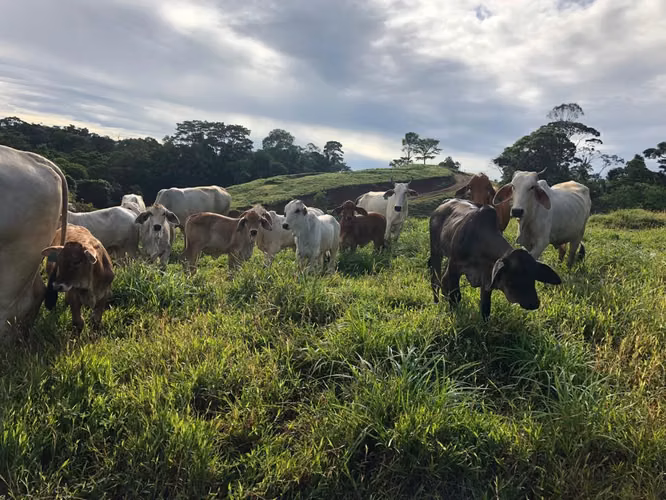 FINCA EN VENTA EN SAN CARLOS.