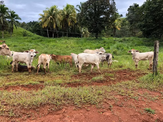 FINCA EN VENTA EN SAN CARLOS.
