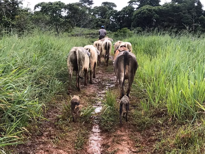 FINCA EN VENTA EN SAN CARLOS.