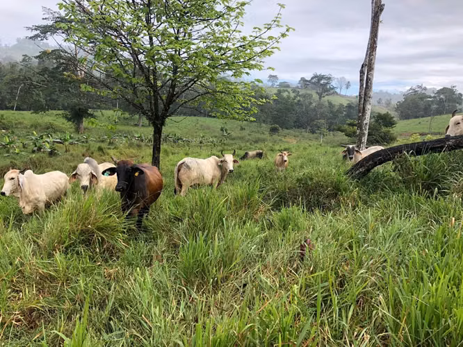 FINCA EN VENTA EN SAN CARLOS.