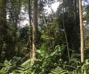Venta de finca en Turrialba, Paso Marcos