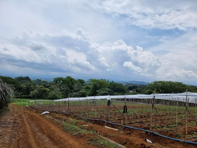 TERRENO EN VENTA 8,4 HA EN DULCE NOMBRE DE LA GARITA DE ALAJUELA - Imagen 9
