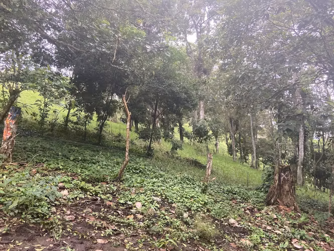 Se vende terreno para desarrollar al lado del Volcán Arenal (AD) - Imagen 14