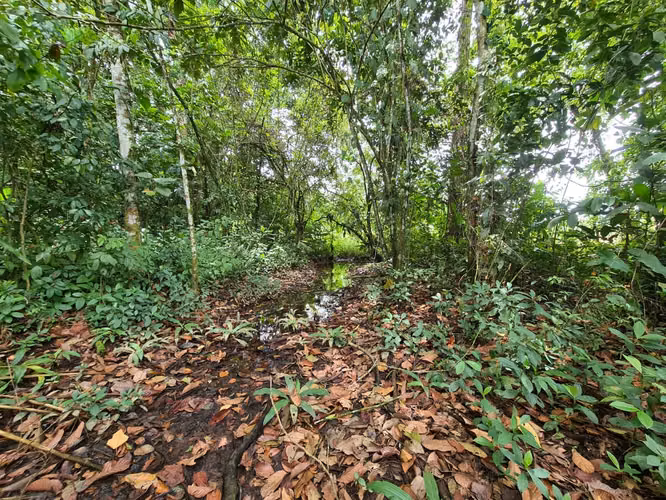 Finca en Venta en Guápiles (FE) - Imagen 6