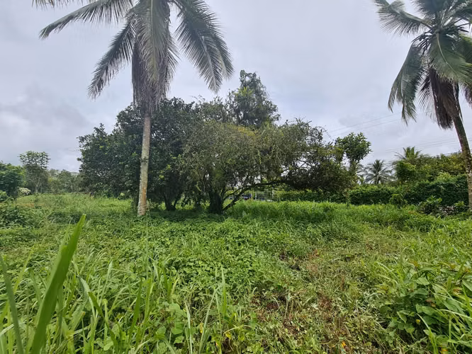 Finca en Venta en Guápiles (FE) - Imagen 9