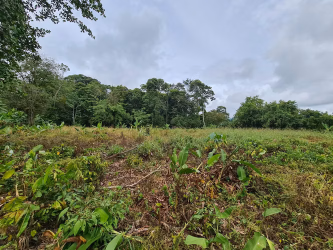 Finca en Venta en Guápiles (FE) - Imagen 2