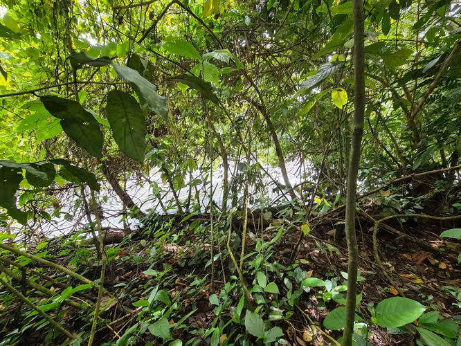 Finca en Venta en Guápiles (FE) - Imagen 11