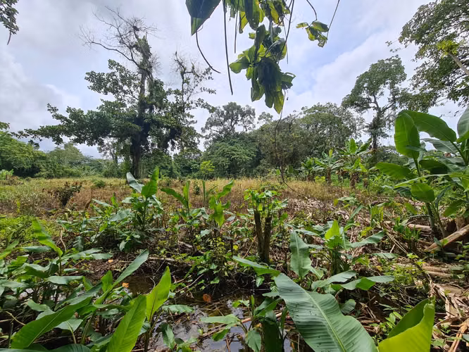 Finca en Venta en Guápiles (FE) - Imagen 4