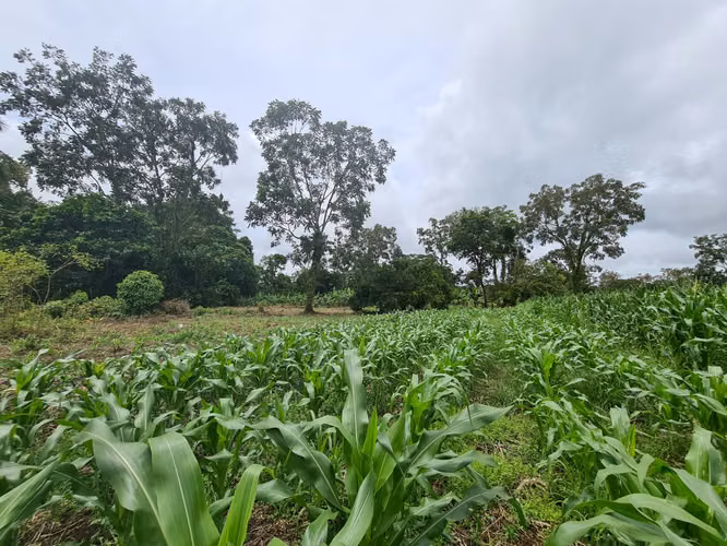 Finca en Venta en Guápiles (FE) - Imagen 18
