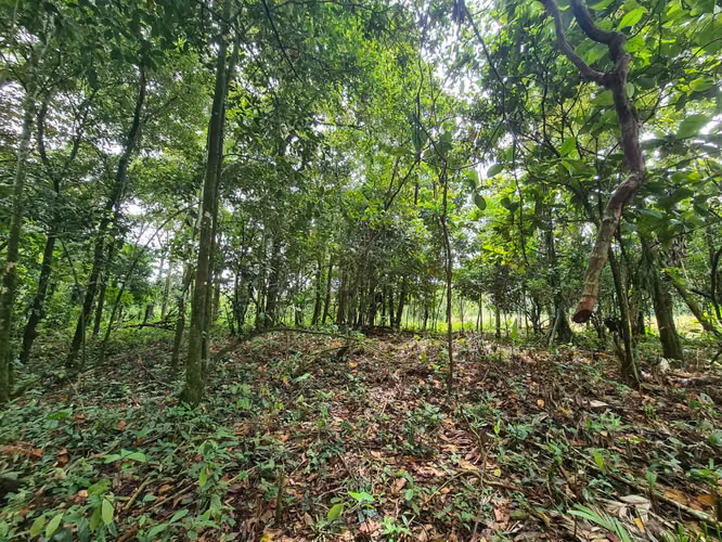 Finca en Venta en Guápiles (FE) - Imagen 10