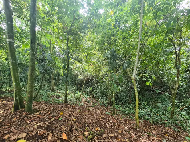 Finca en Venta en Guápiles (FE) - Imagen 14