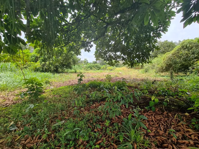 Finca en Venta en Guápiles (FE) - Imagen 16