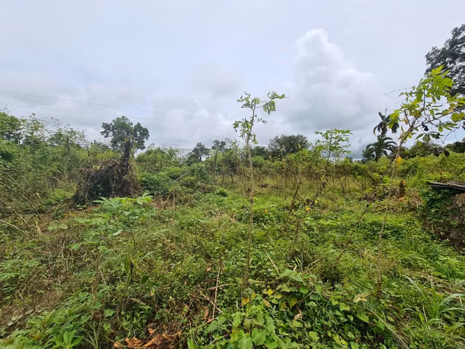 Finca en Venta en Guápiles (FE) - Imagen 15