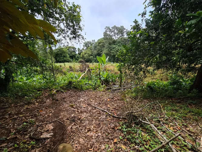 Finca en Venta en Guápiles (FE) - Imagen 5