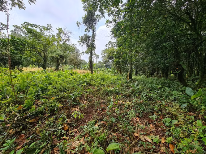 Finca en Venta en Guápiles (FE) - Imagen 13