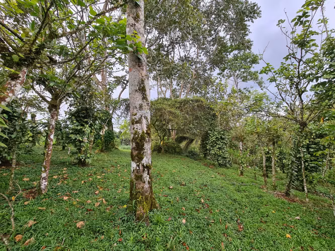 Finca en venta La Virgen de Sarapiquí (FE)