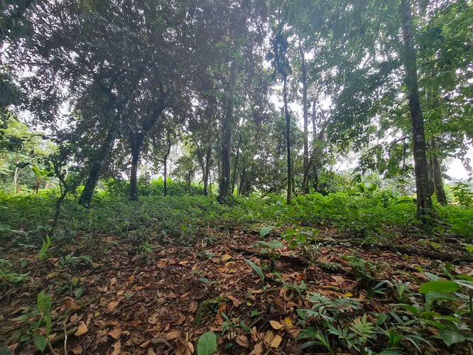 Finca en venta La Virgen de Sarapiquí (FE)