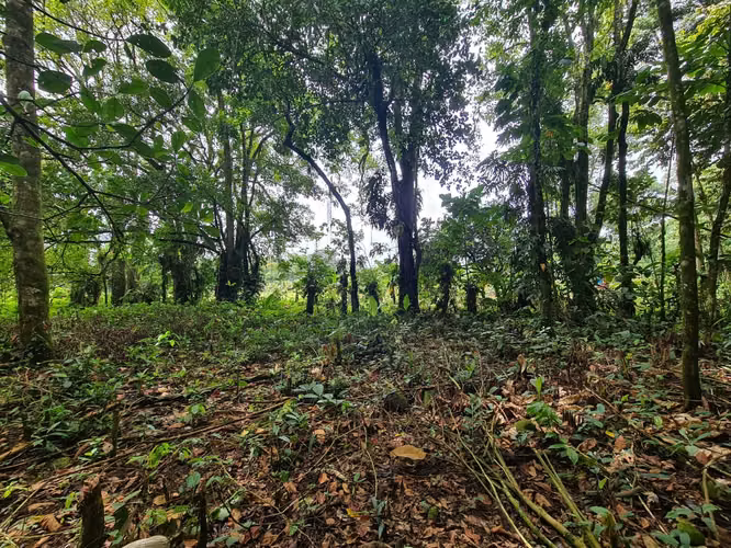 Finca en venta La Virgen de Sarapiquí (FE)