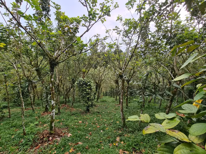 Finca en venta La Virgen de Sarapiquí (FE)