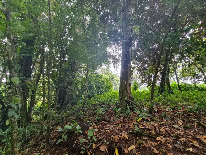 Finca en venta La Virgen de Sarapiquí (FE)