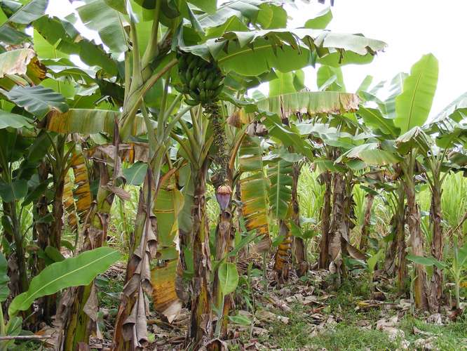 Venta Finca Chamorro Cutris San Carlos