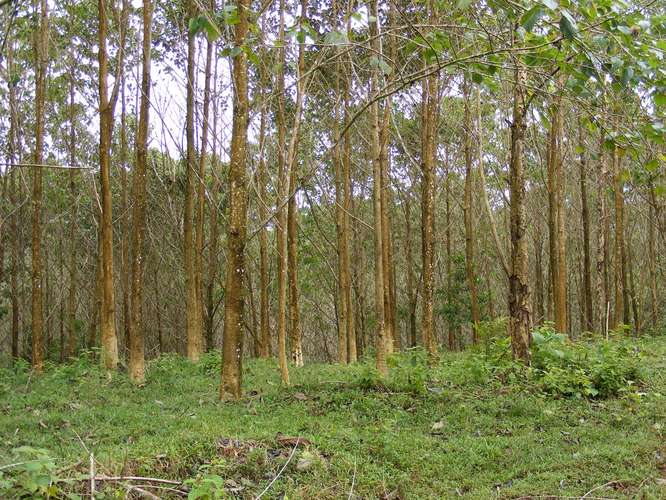 Venta Finca Chamorro Cutris San Carlos