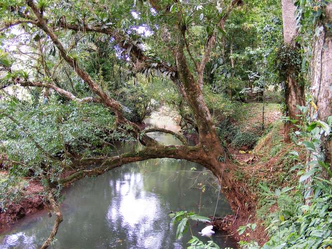 Venta Finca Chamorro Cutris San Carlos