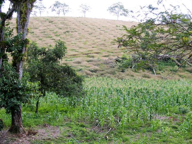 Venta Finca Chamorro Cutris San Carlos