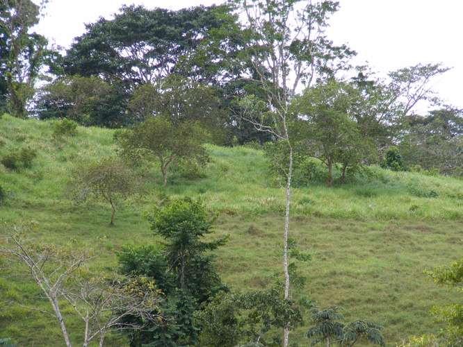 Venta Finca Chamorro Cutris San Carlos