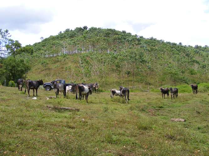 Venta Finca Chamorro Cutris San Carlos