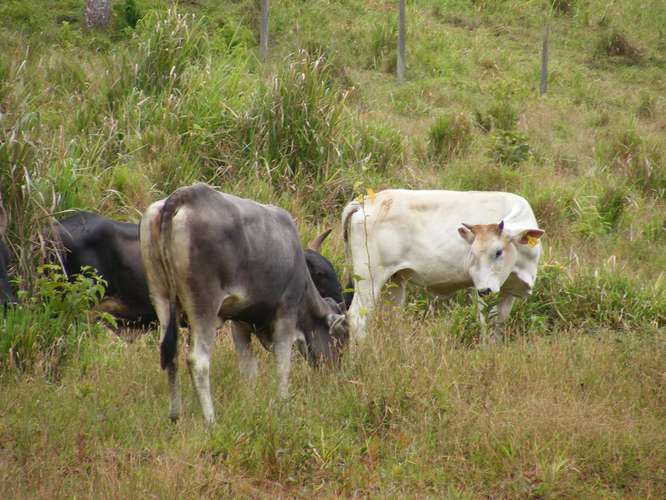 Venta Finca Chamorro Cutris San Carlos