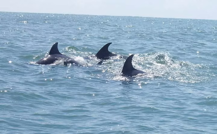 Se vende propiedad frente a playa en Punta Mona, Caribe, Limón (AD) - Imagen 19