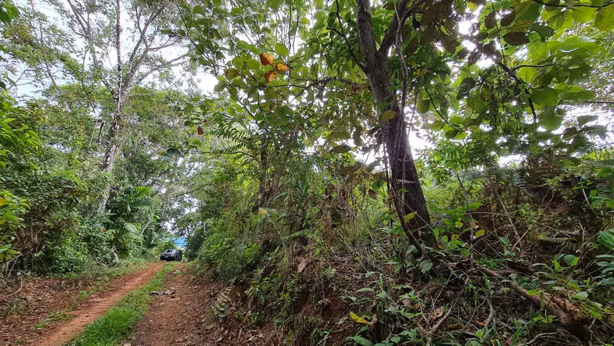 Venta lindo lote en Platanillo - PZ, bosque con vista cerca de Dominical - Imagen 13