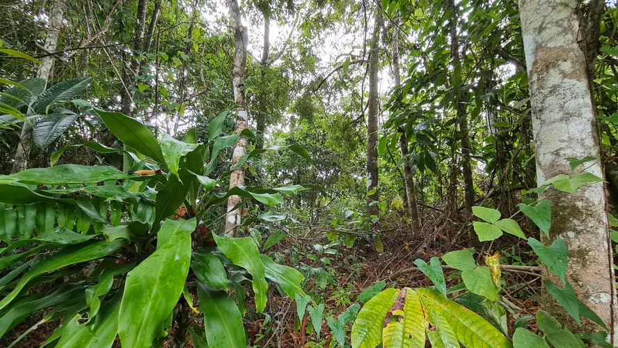 Venta lindo lote en Platanillo - PZ, bosque con vista cerca de Dominical - Imagen 11