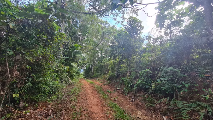 Venta lindo lote en Platanillo - PZ, bosque con vista cerca de Dominical - Imagen 4