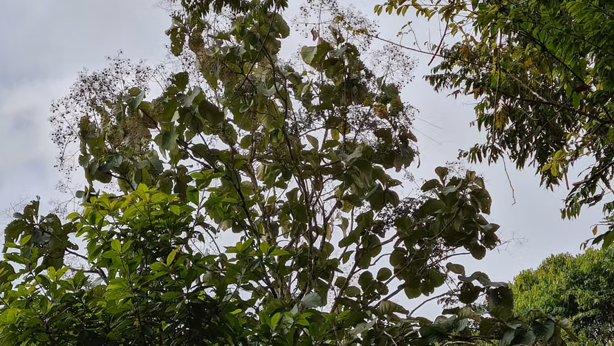 Venta lindo lote en Platanillo - PZ, bosque con vista cerca de Dominical - Imagen 17
