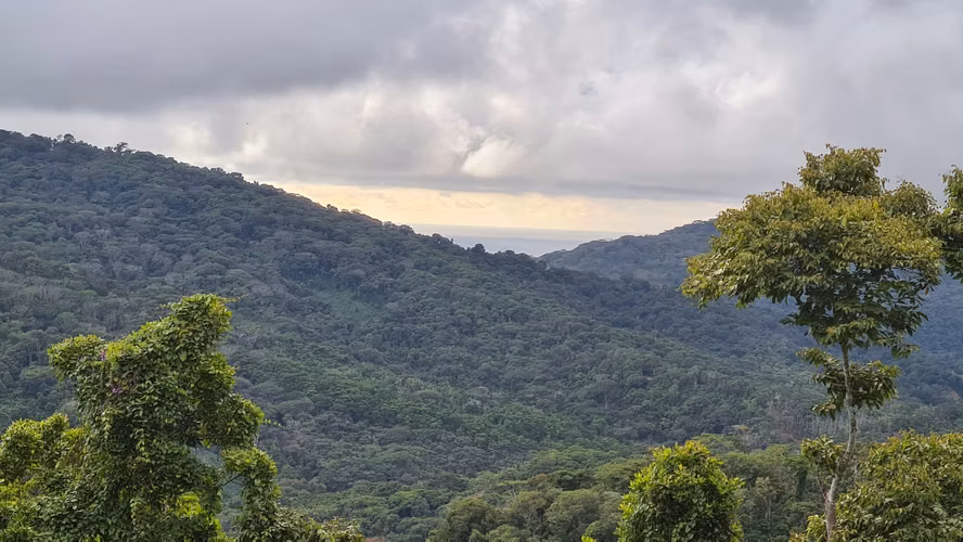 Venta lindo lote en Platanillo - PZ, bosque con vista cerca de Dominical - Imagen 3