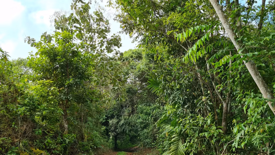 Venta lindo lote en Platanillo - PZ, bosque con vista cerca de Dominical - Imagen 16