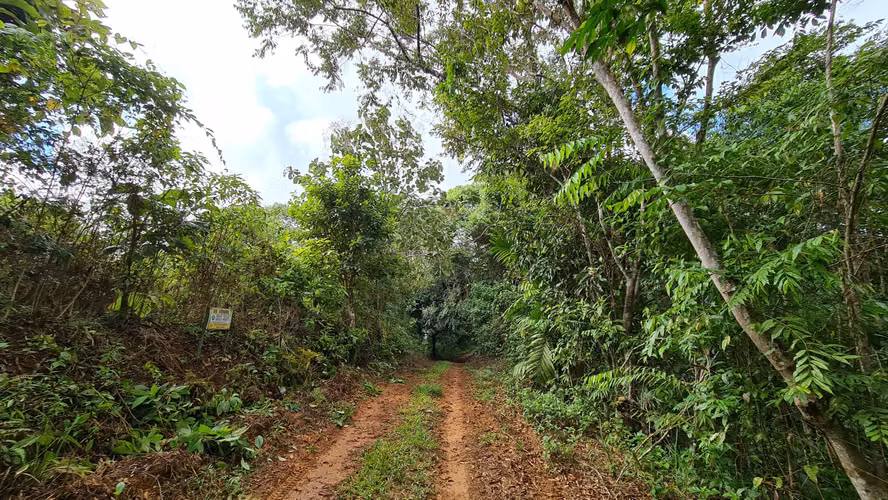 Venta lindo lote en Platanillo - PZ, bosque con vista cerca de Dominical - Imagen 15
