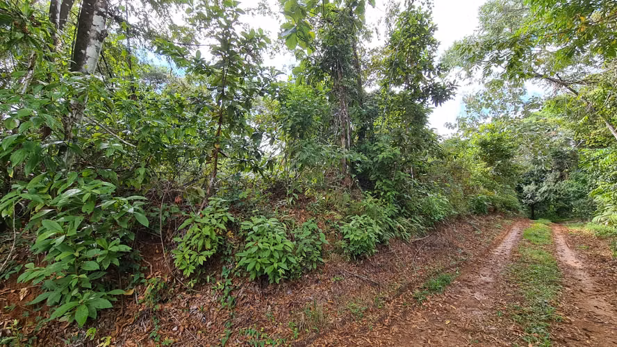 Venta lindo lote en Platanillo - PZ, bosque con vista cerca de Dominical - Imagen 8