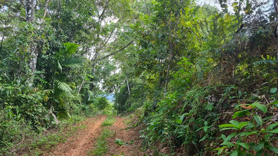 Venta lindo lote en Platanillo - PZ, bosque con vista cerca de Dominical - Imagen 7