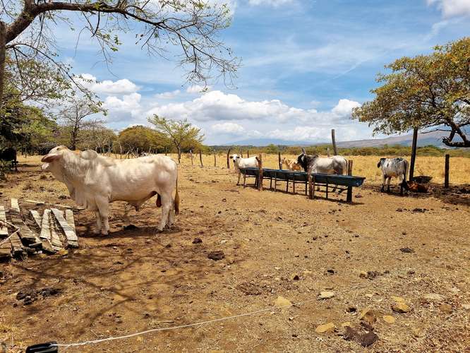 Vendo Finca 53 ha Palmira Cañas Guanacaste - Imagen 13