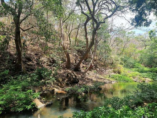 Vendo Finca 53 ha Palmira Cañas Guanacaste - Imagen 10