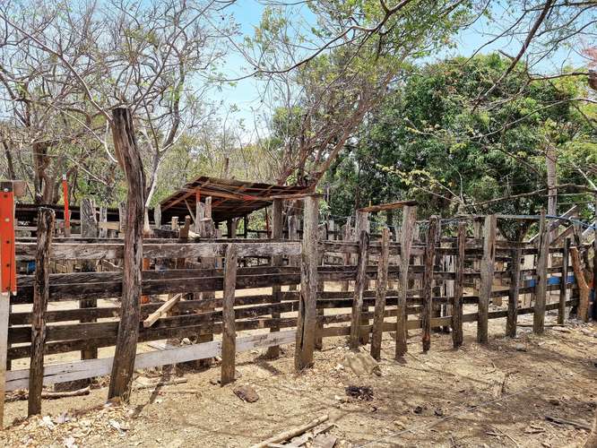 Vendo Finca 53 ha Palmira Cañas Guanacaste - Imagen 2