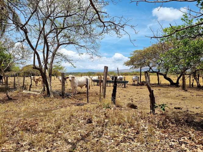Vendo Finca 53 ha Palmira Cañas Guanacaste - Imagen 4