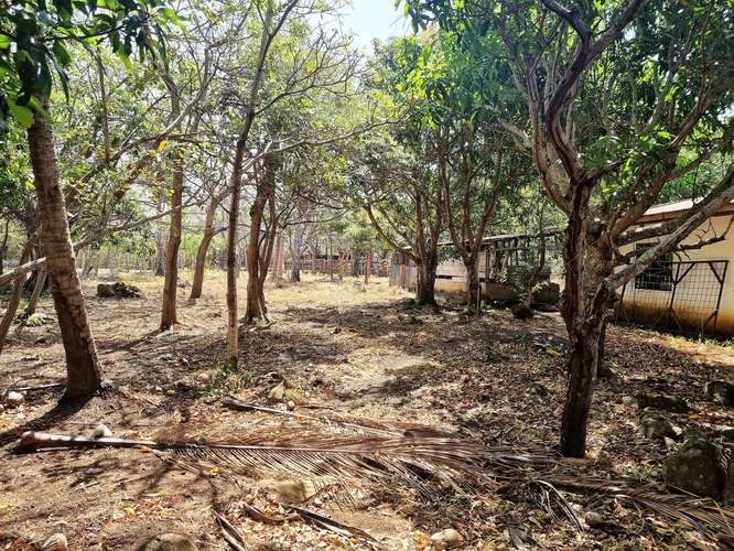 Vendo Finca 53 ha Palmira Cañas Guanacaste - Imagen 8