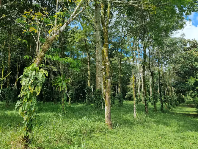 Venta Terreno Aguas Zarcas San Carlos Alajuela