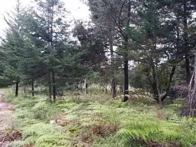 45 hectareas a la venta en Jardín de Dota