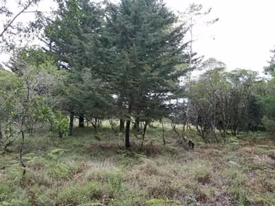 45 hectareas a la venta en Jardín de Dota