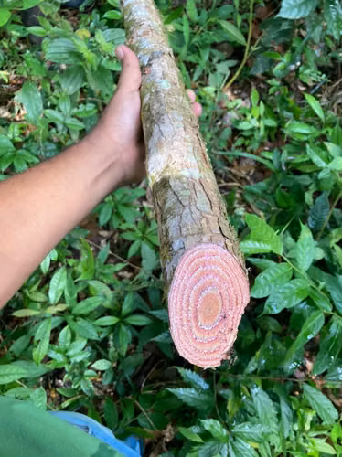 Venta finca Alajuela San Carlos 146 HECT X $800 MIL DOL
